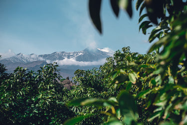 Avocado del Vulcano Etna